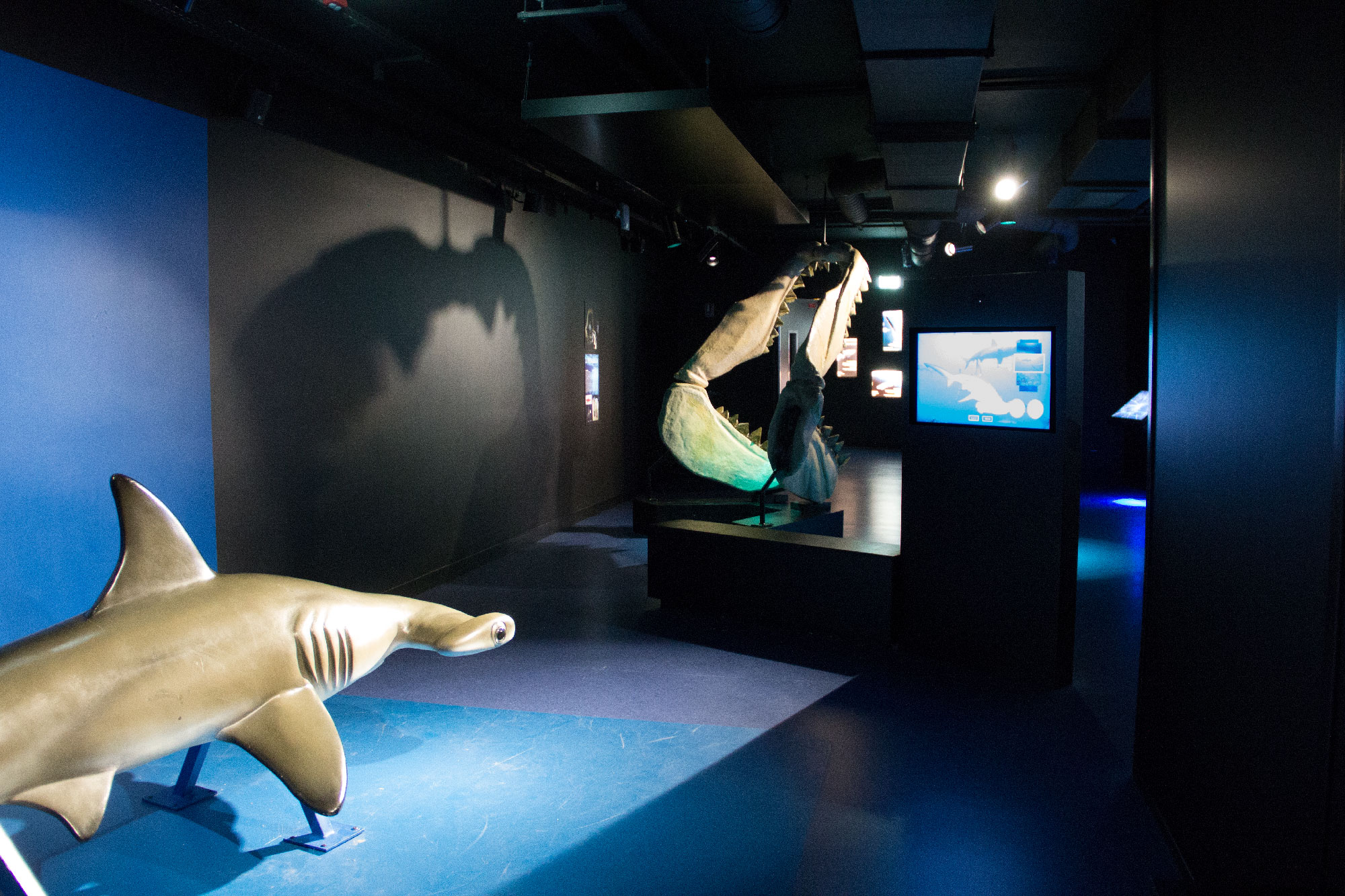 L'image montre une exposition dans un musée ou un aquarium, avec un éclairage tamisé. On peut y voir des sculptures de requins, dont un requin-marteau en premier plan. À l'arrière-plan, un modèle ou une représentation d'un grand requin peut être visible, ainsi que des écrans d'information présentant des contenus sur les requins. Les murs sont sombres, créant une ambiance immersive pour les visiteurs.