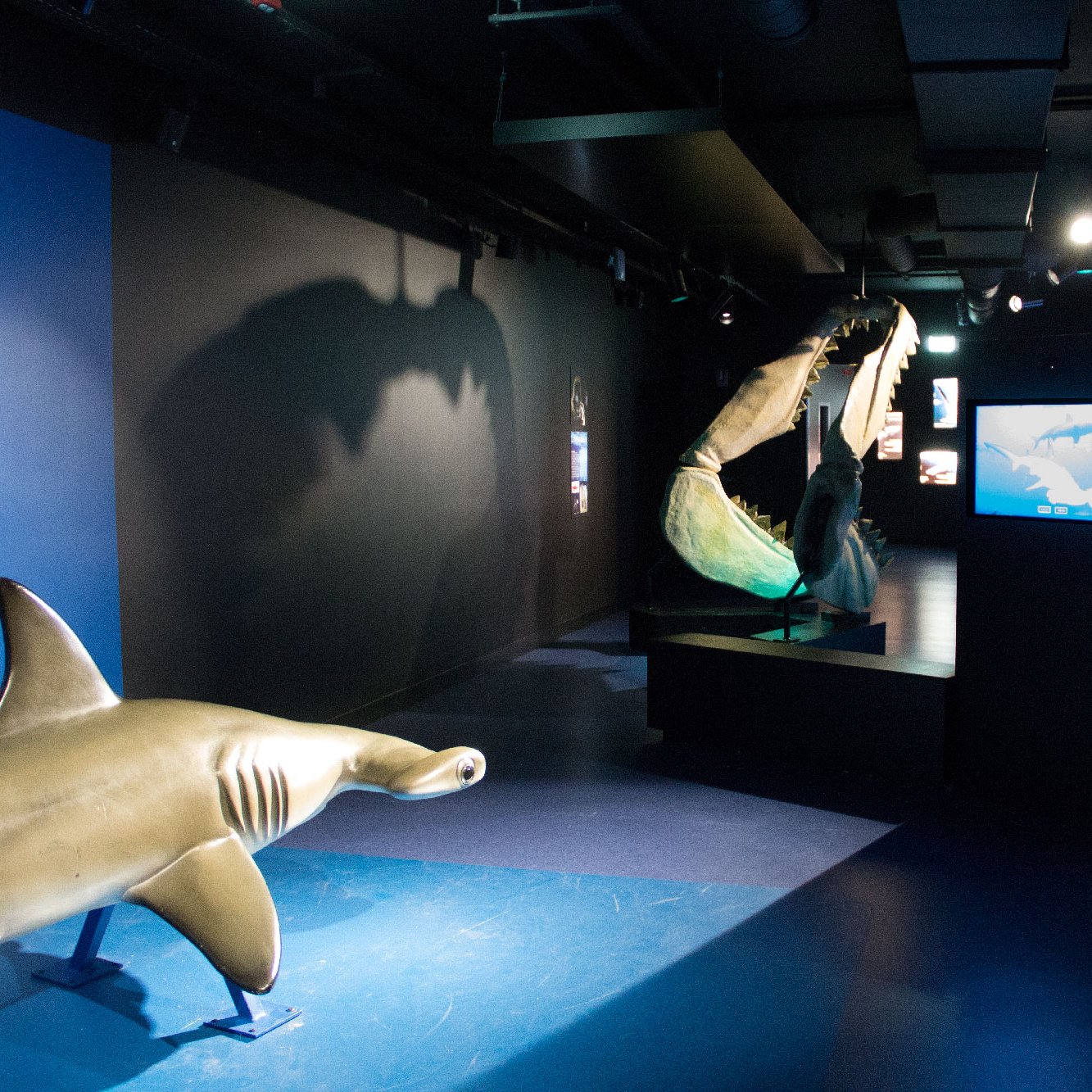 L'image montre une exposition dans un musée ou un aquarium, avec un éclairage tamisé. On peut y voir des sculptures de requins, dont un requin-marteau en premier plan. À l'arrière-plan, un modèle ou une représentation d'un grand requin peut être visible, ainsi que des écrans d'information présentant des contenus sur les requins. Les murs sont sombres, créant une ambiance immersive pour les visiteurs.